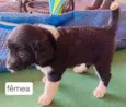 Cachorro raça SRD-ViraLata idade 2 a 6 meses nome Sem nome