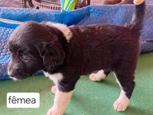 Cachorro raça SRD-ViraLata idade 2 a 6 meses nome Sem nome