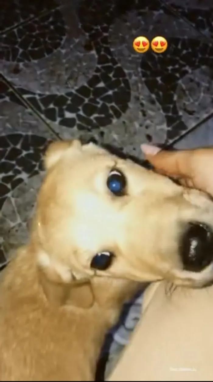 Cachorro raça SRD-ViraLata idade 7 a 11 meses nome Bilu