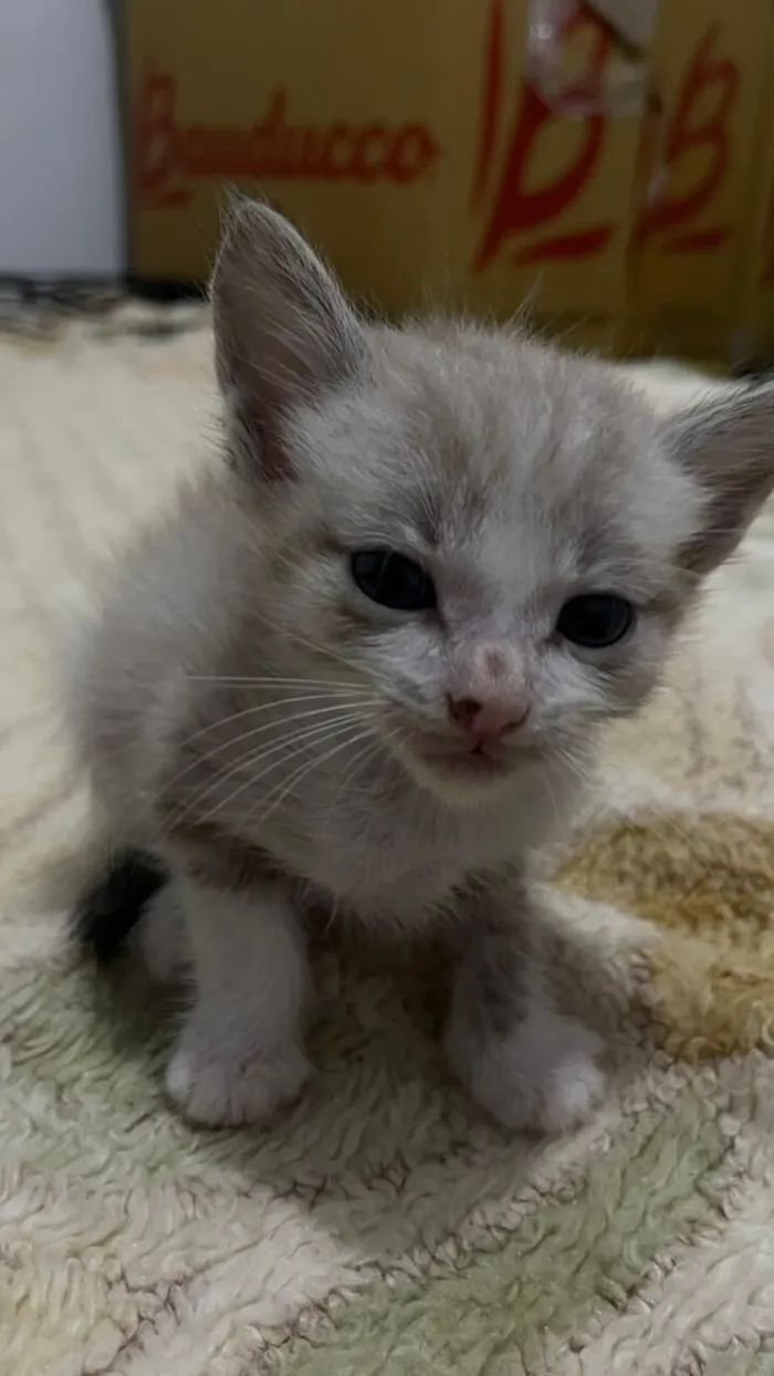 Gato raça SRD-ViraLata idade Abaixo de 2 meses nome Sem nome ainda