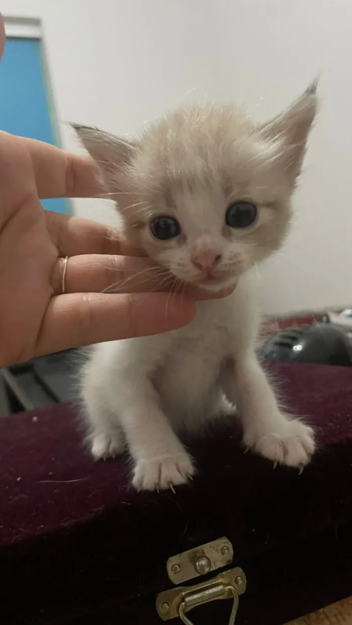 Gato raça SRD-ViraLata idade Abaixo de 2 meses nome Sem nome ainda