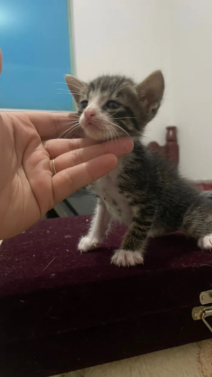 Gato raça SRD-ViraLata idade Abaixo de 2 meses nome Sem nome 