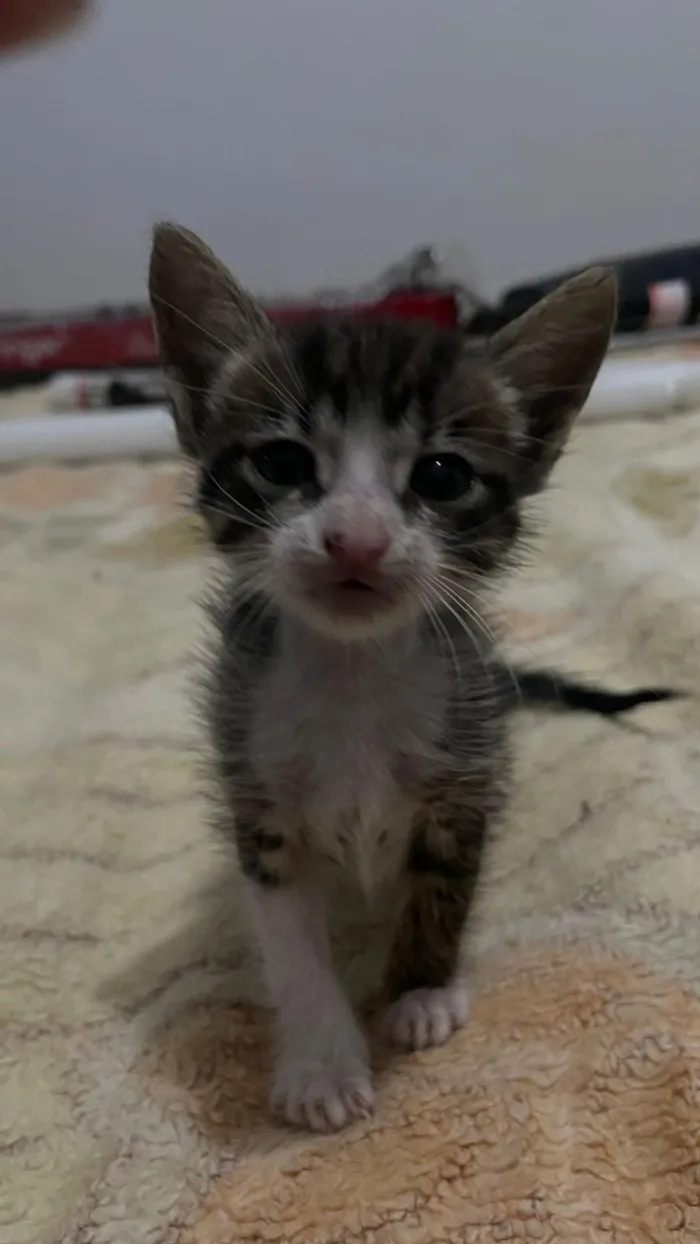 Gato raça SRD-ViraLata idade Abaixo de 2 meses nome Sem nome 