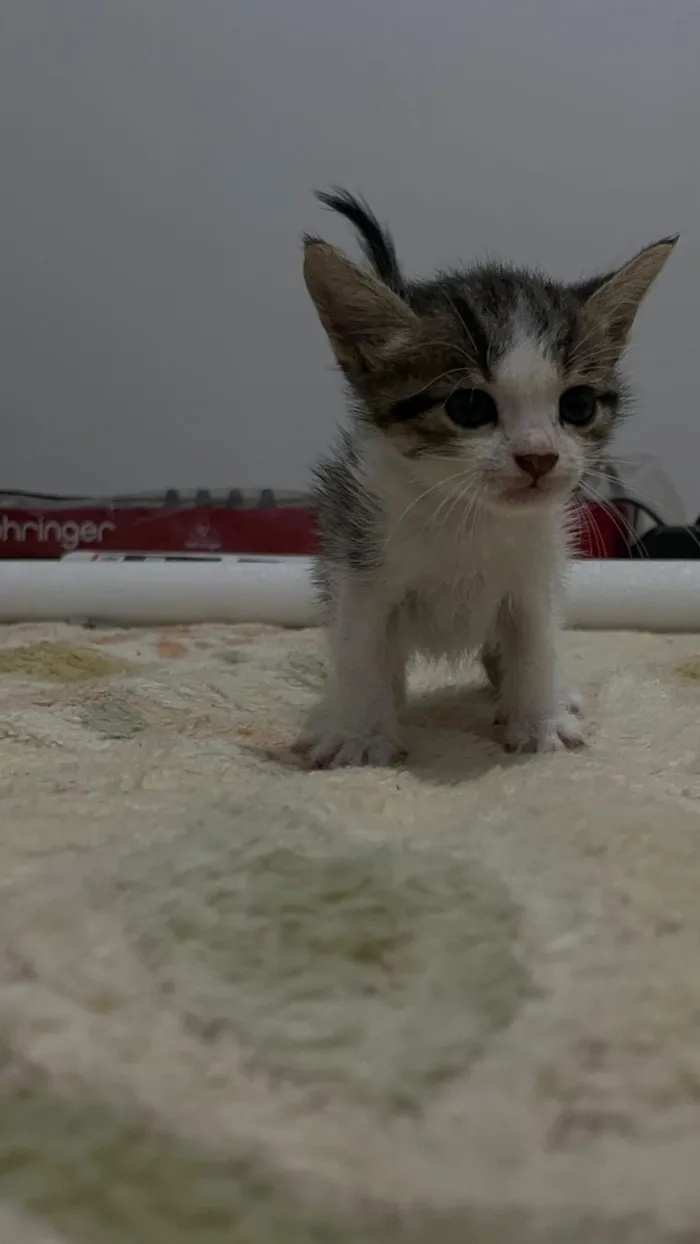 Gato raça SRD-ViraLata idade Abaixo de 2 meses nome Sem o nome