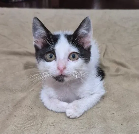 Gato raça SRD-ViraLata idade Abaixo de 2 meses nome Alice