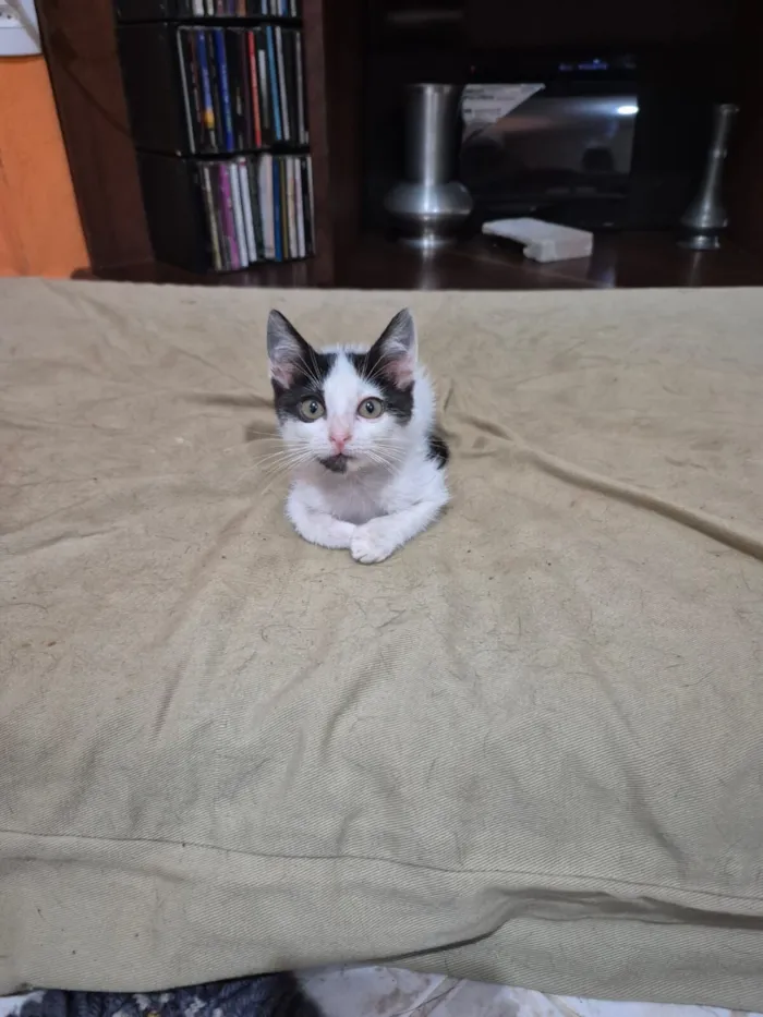 Gato raça SRD-ViraLata idade Abaixo de 2 meses nome Alice