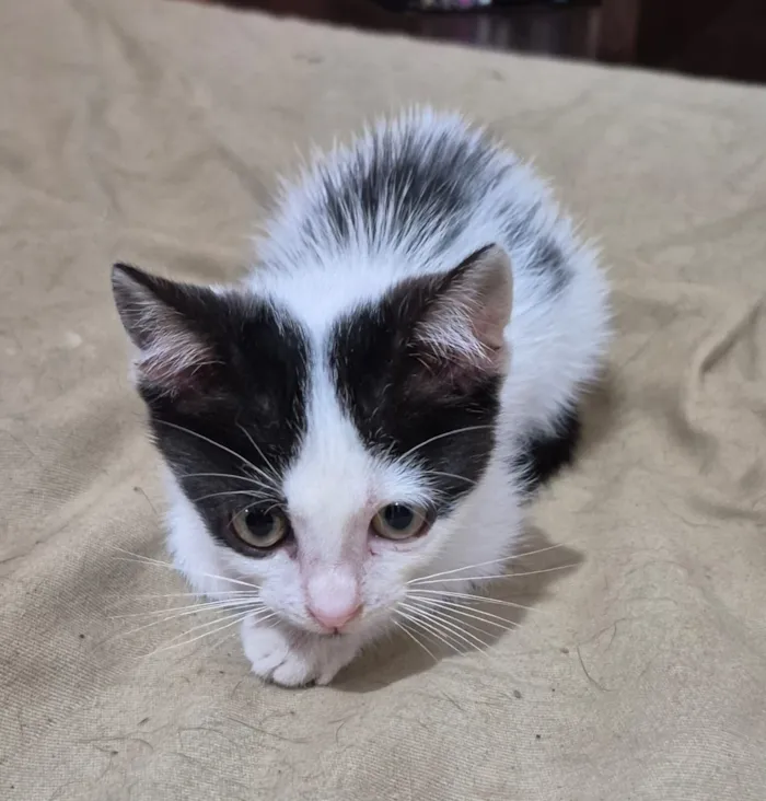 Gato raça SRD-ViraLata idade Abaixo de 2 meses nome Alice