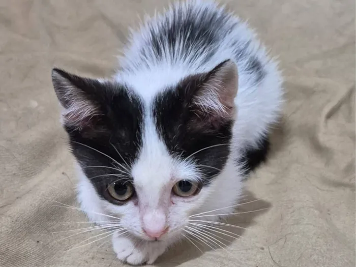 Gato raça SRD-ViraLata idade Abaixo de 2 meses nome Alice