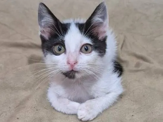 Gato raça SRD-ViraLata idade Abaixo de 2 meses nome Alice