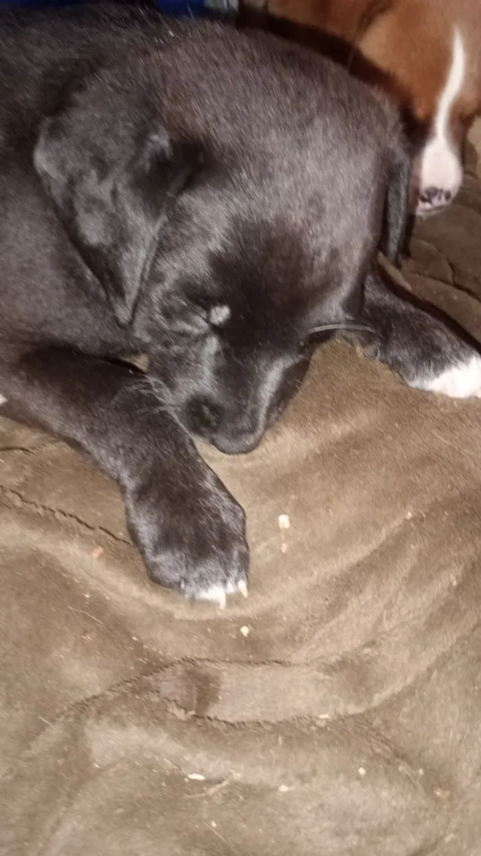 Cachorro raça SRD-ViraLata idade 2 a 6 meses nome Oto