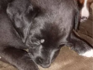 Cachorro raça SRD-ViraLata idade 2 a 6 meses nome Oto