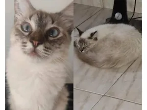Gato raça Angorá idade 2 anos nome Appinha