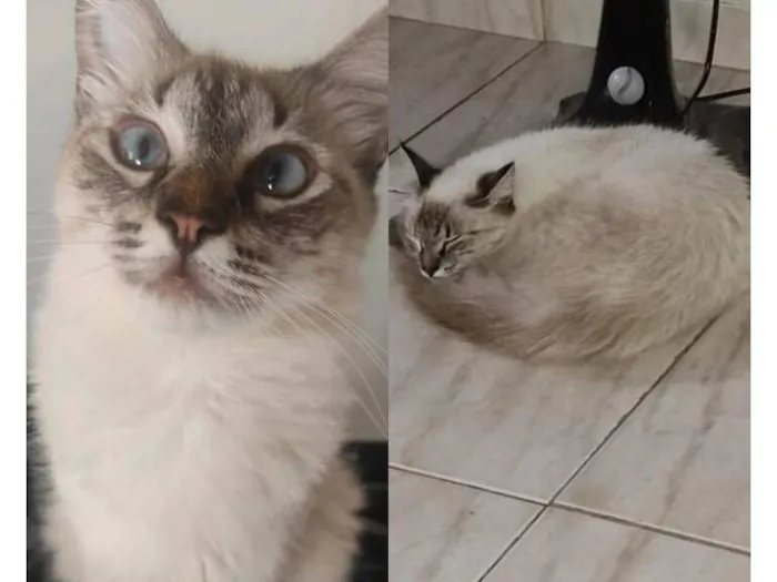 Gato raça Angorá idade 2 anos nome Appinha