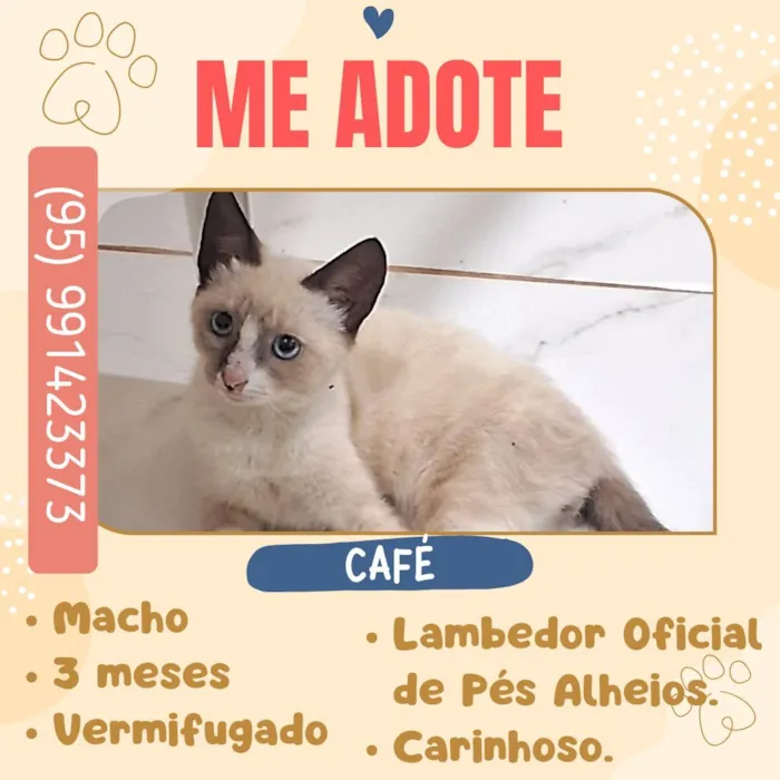 Gato raça SRD-ViraLata idade 2 a 6 meses nome Café