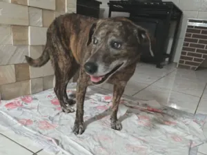 Cachorro raça SRD-ViraLata idade 1 ano nome Garota 