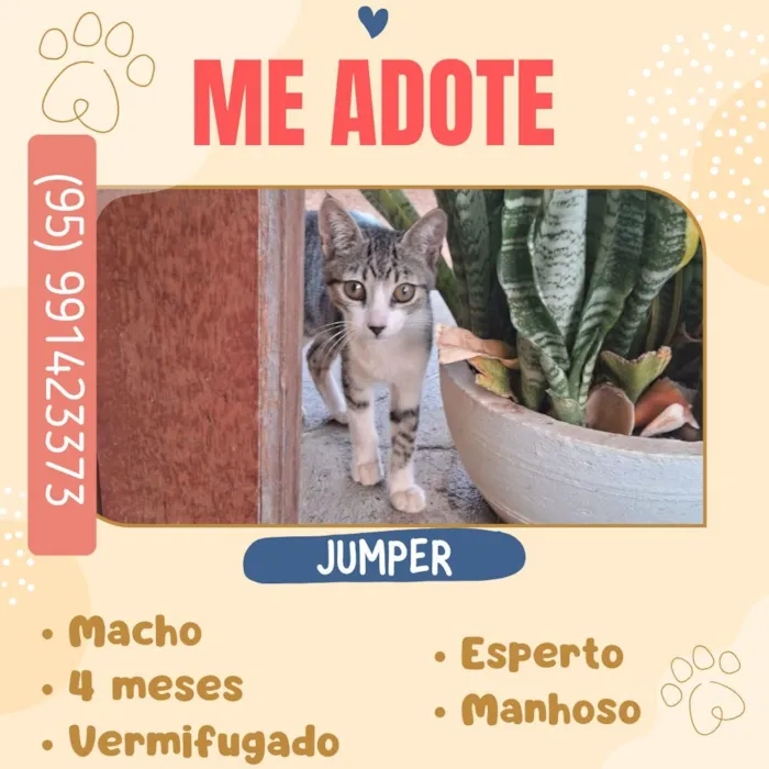 Gato raça SRD-ViraLata idade 2 a 6 meses nome Jumper