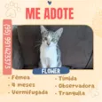 Gato raça SRD-ViraLata idade 2 a 6 meses nome Flower