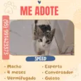 Gato raça SRD-ViraLata idade 2 a 6 meses nome Speed