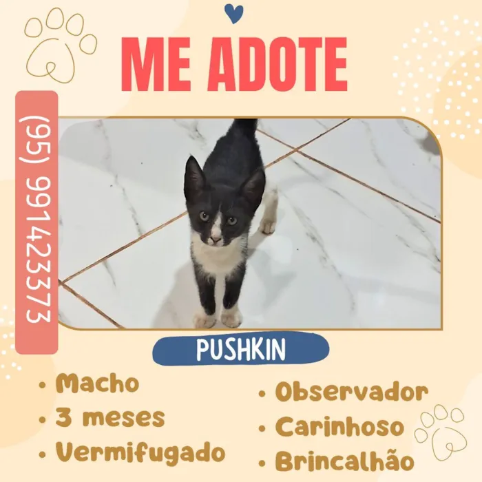 Gato raça SRD-ViraLata idade 2 a 6 meses nome Pushkin