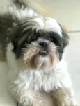 Cachorro raça Shitzu idade 6 ou mais anos nome Ragnar