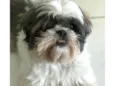 Cachorro raça Shitzu idade 6 ou mais anos nome Ragnar