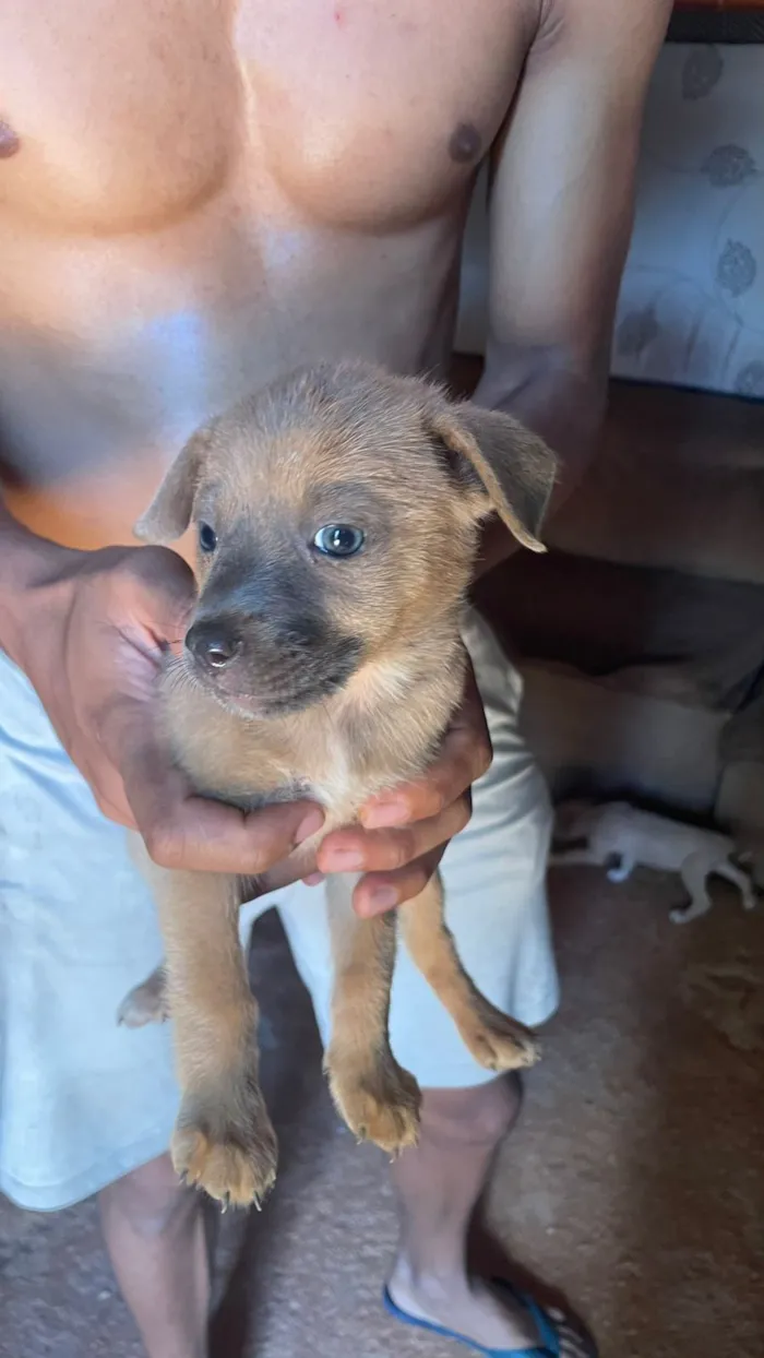 Cachorro raça SRD-ViraLata idade 2 a 6 meses nome Lobo