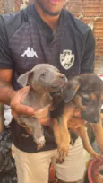 Cachorro raça SRD-ViraLata idade 2 a 6 meses nome Lobo