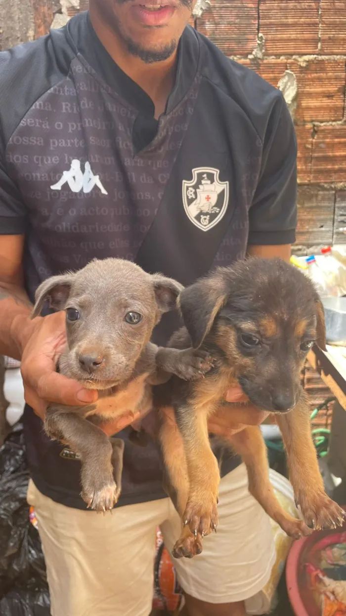 Cachorro raça SRD-ViraLata idade 2 a 6 meses nome Lobo