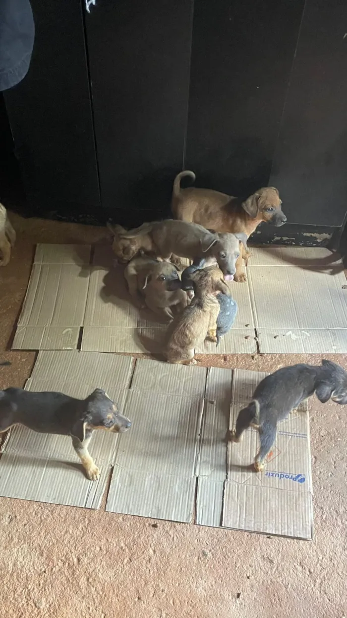 Cachorro raça SRD-ViraLata idade 2 a 6 meses nome Lobo