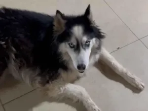 Cachorro raça Husky Siberiano idade 6 ou mais anos nome Kiara 