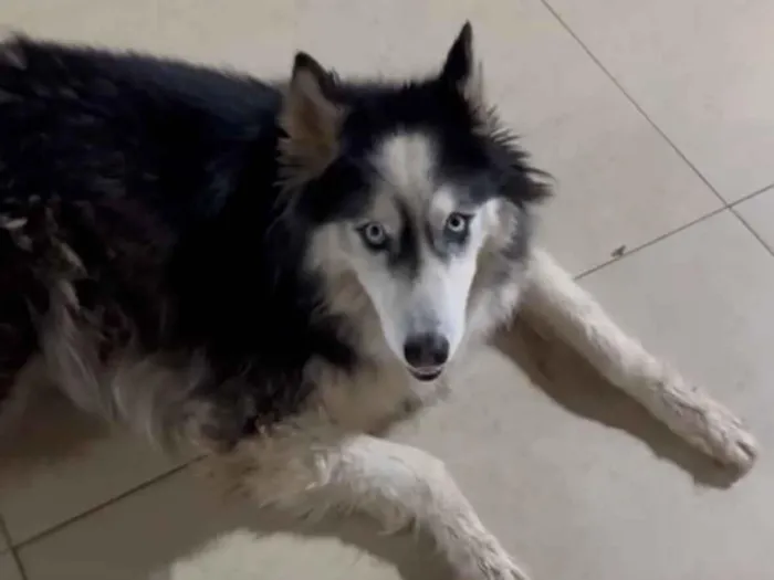 Cachorro raça Husky Siberiano idade 6 ou mais anos nome Kiara 