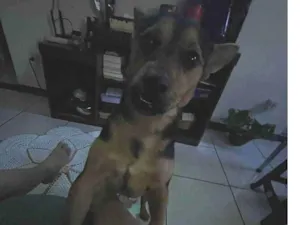 Cachorro raça SRD-ViraLata idade 1 ano nome Lucky 
