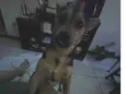 Cachorro raça SRD-ViraLata idade 1 ano nome Lucky 