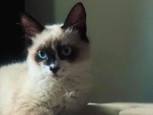 Gato raça Siamês idade 2 a 6 meses nome Príncipe 