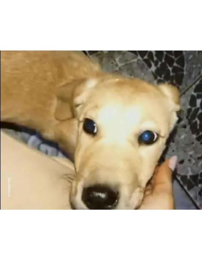 Cachorro raça SRD-ViraLata idade 7 a 11 meses nome Bilu