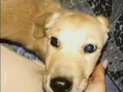 Cachorro raça SRD-ViraLata idade 7 a 11 meses nome Bilu