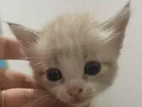 Gato raça SRD-ViraLata idade Abaixo de 2 meses nome Sem nome ainda