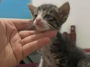 Gato raça SRD-ViraLata idade Abaixo de 2 meses nome Sem nome 