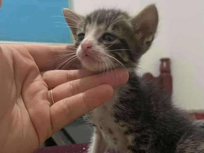 Gato raça SRD-ViraLata idade Abaixo de 2 meses nome Sem nome 