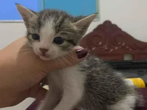 Gato raça SRD-ViraLata idade Abaixo de 2 meses nome Sem o nome