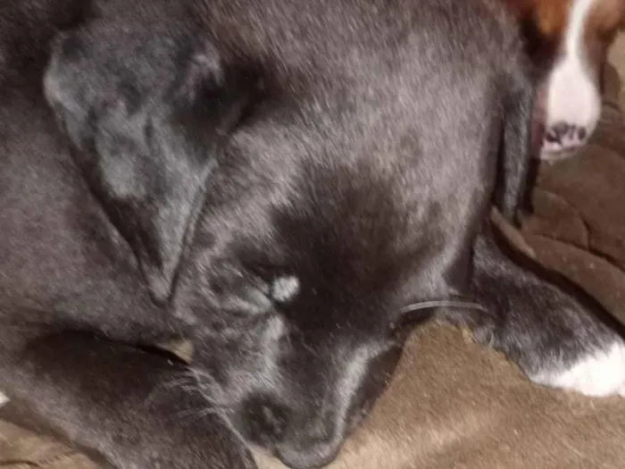 Cachorro raça SRD-ViraLata idade 2 a 6 meses nome Oto