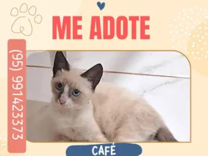 Gato raça SRD-ViraLata idade 2 a 6 meses nome Café