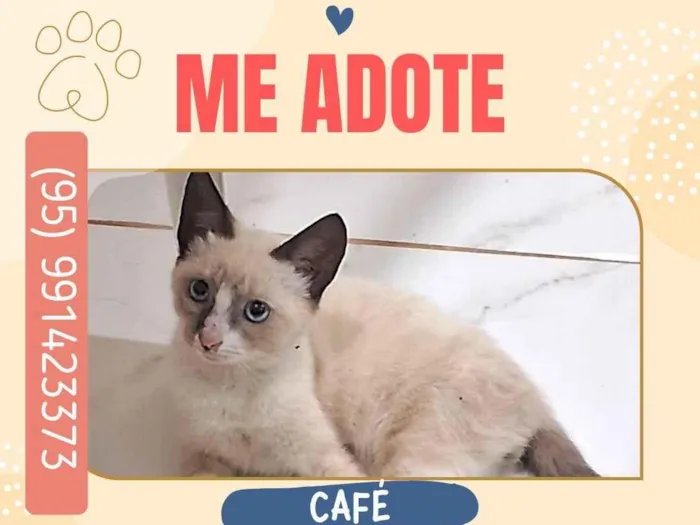 Gato raça SRD-ViraLata idade 2 a 6 meses nome Café
