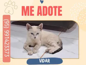 Vidar