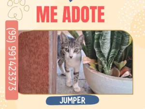Gato raça SRD-ViraLata idade 2 a 6 meses nome Jumper