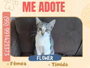 Gato raça SRD-ViraLata idade 2 a 6 meses nome Flower