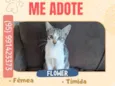 Gato raça SRD-ViraLata idade 2 a 6 meses nome Flower