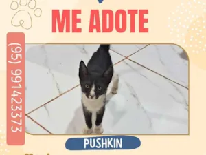 Gato raça SRD-ViraLata idade 2 a 6 meses nome Pushkin