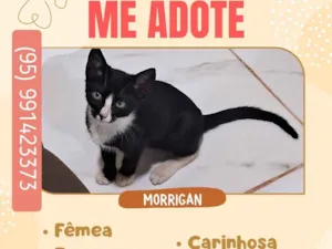 Gato raça SRD-ViraLata idade 2 a 6 meses nome Morrigan
