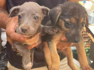 Cachorro raça SRD-ViraLata idade 2 a 6 meses nome Lobo